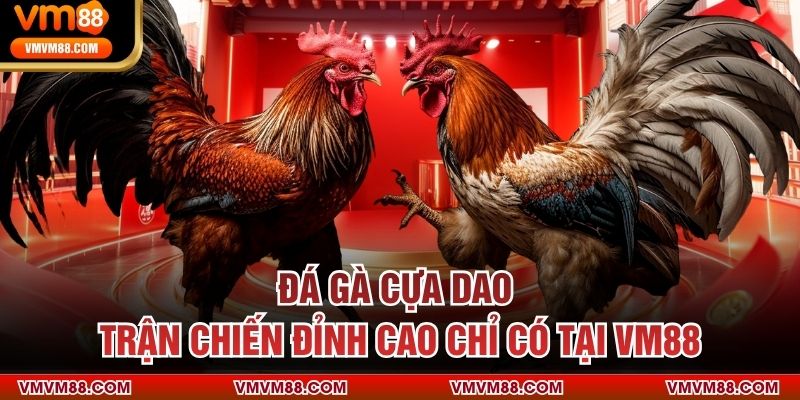 Đá Gà Cựa Dao - Trận Chiến Đỉnh Cao Chỉ Có Tại VM88