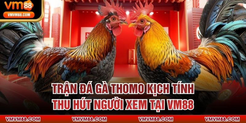 Trận đá gà thomo kịch tính, thu hút người xem tại VM88